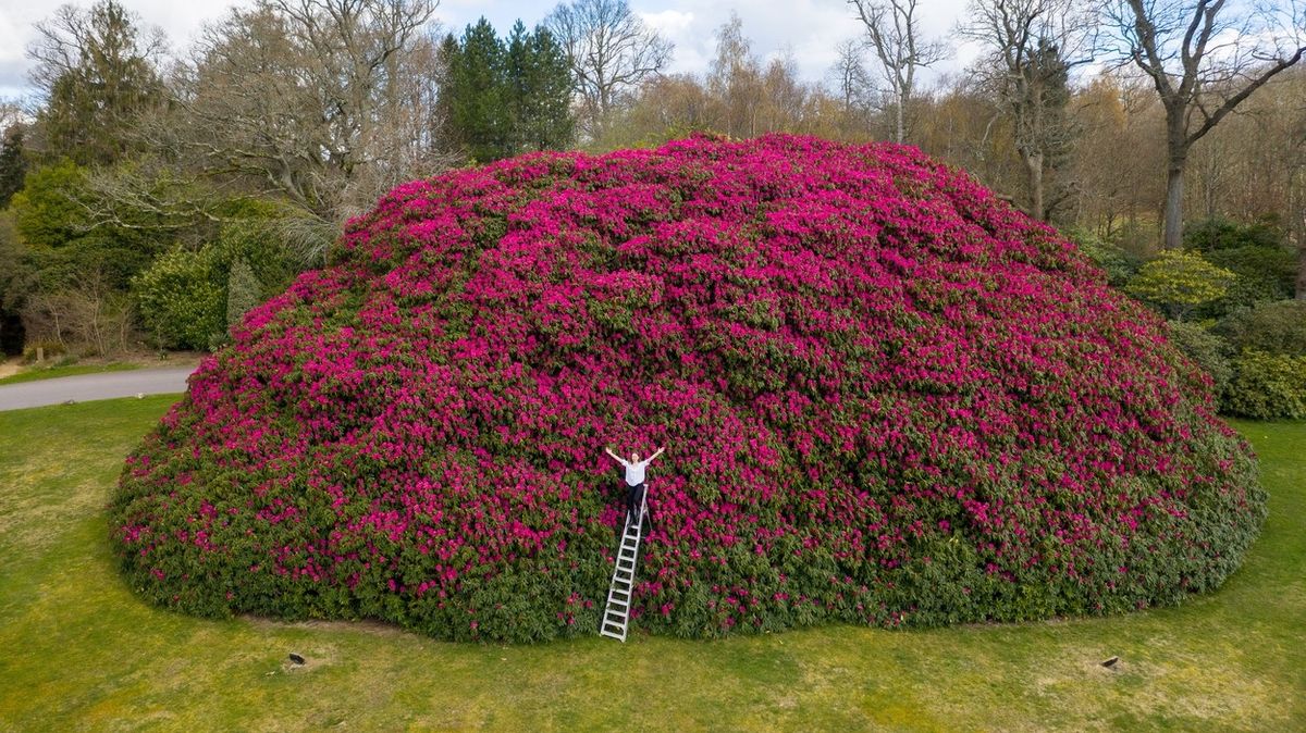 Největší britský rododendron rozkvetl. A je na co se dívat